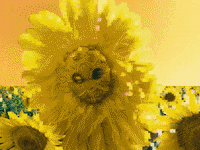 Sunflower Hoodie Up GIF by Missio