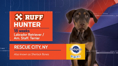 Animal Planet GIF by Puppy Bowl