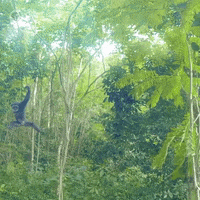 Pbs Nature Monkey GIF by Nature on PBS