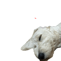 Dog 犬 Sticker
