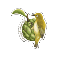 Atis Sticker