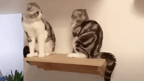 Rishabh258 giphyupload GIF