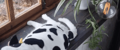 bored cat GIF