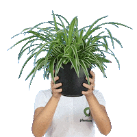 plantsome hello hi bye plant Sticker