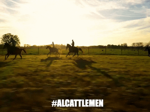ALCattlemen giphygifmaker horses riding horses cowboy up GIF
