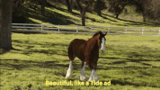 david harbour tide GIF by ADWEEK