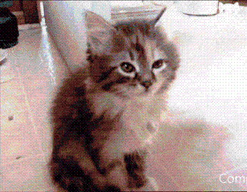 cute kitten GIF