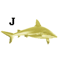 Shark Thumbs Up Sticker by Pinkfong