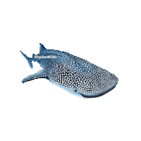 Sharks4Kids ocean shark whale sharks Sticker