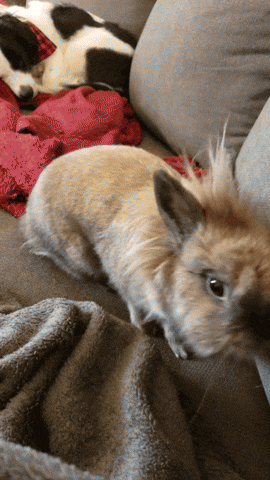 giphyupload bunny adorable rabbit cutie GIF