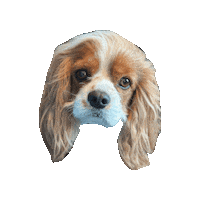 Dog Smile Sticker