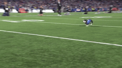 Corgi Corgiracing GIF