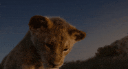 the lion king GIF by Walt Disney Studios
