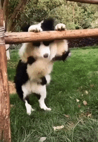 Aww Cute Dog GIF