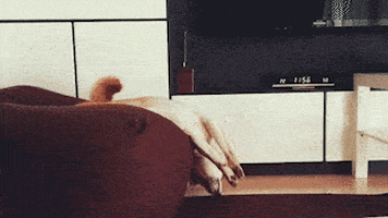 cuteanimalland giphyupload GIF