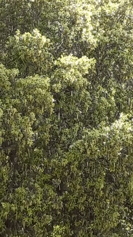 Simongip giphyupload GIF