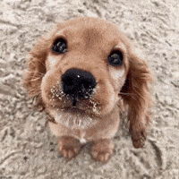 Clubhouse Steven GIF