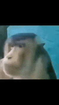 Crowdi GIF