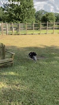 Primates Piggy Rodeo