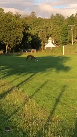Hoof It! Deer Plays Ball in Scottish Highlands Village