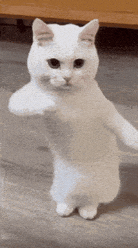 quericodaily cool nice kitty uwu GIF