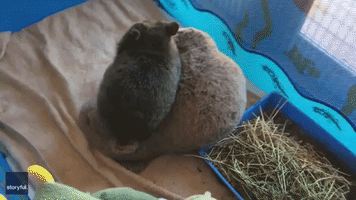 Sweet Baby Wombat Loves Cuddles With Snuggly Stuffed Toy