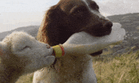 Dog Eating GIF