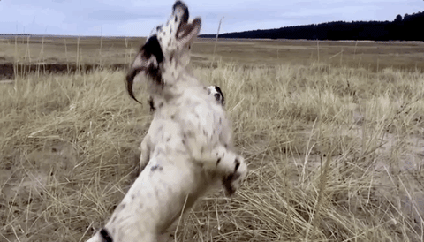 arc rompo i lacci GIF