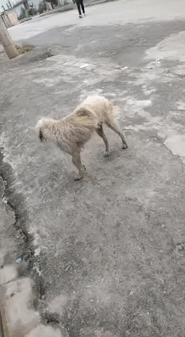 sabrinamoraise82c giphyupload GIF