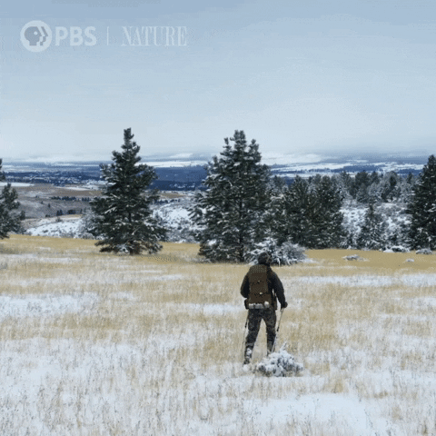 Pbs Nature Animales GIF by Nature on PBS