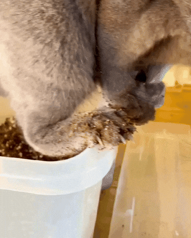 Cat Poo GIF