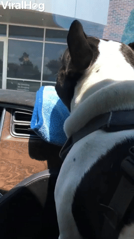 Frenchie Likes to Scream