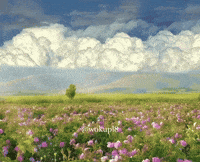 wokupl8 nature calm peaceful end of world GIF