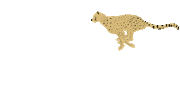 Cheetah Sticker by Toronto Zoo