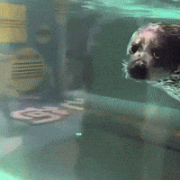 Seal Please GIF by Respective