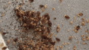 bug GIF