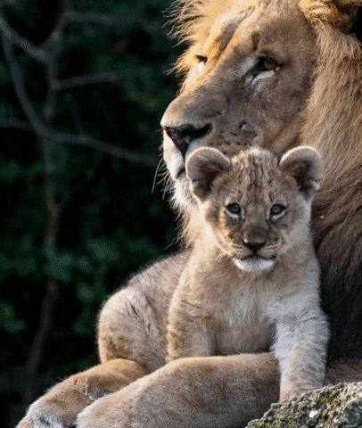 valiecevennes giphygifmaker GIF