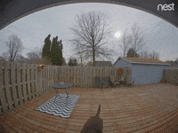 dog puppy GIF by Nest