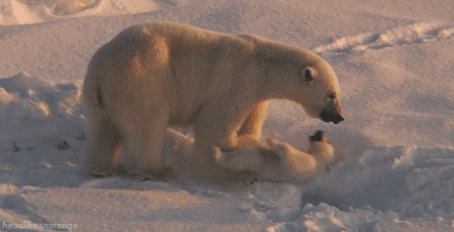Polar Bear GIF