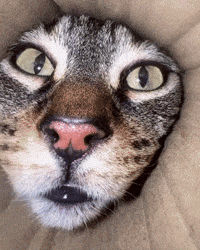 pringlecats cat cats eyes cute cat GIF