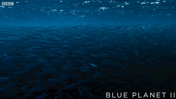 bbc one ocean GIF by BBC