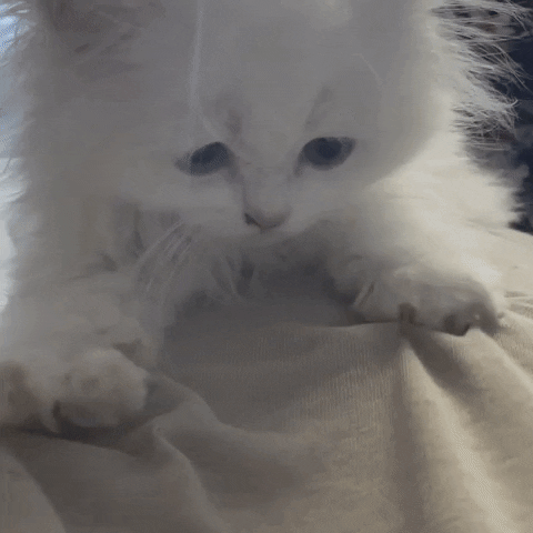 Cats Kneading GIF