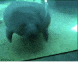 Cry For Help GIF