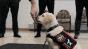 Dog Soccer GIF by Atlanta United