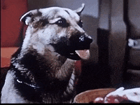 scottok dog filmstrip GIF