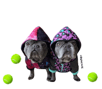 French Bulldog Sticker by frenchiepetsupply