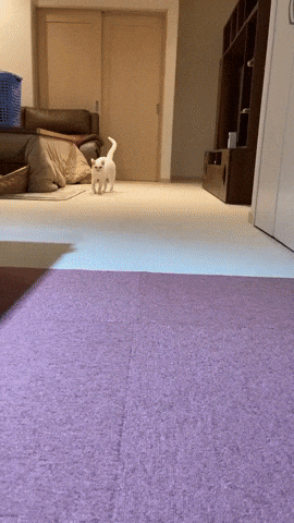 cuteanimalland giphyupload GIF