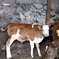 Kick Cow GIF by TRT