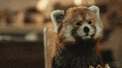 Red Panda Look GIF by His Dark Materials