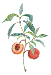 chaxlai_illustration nature spring autumn plant Sticker